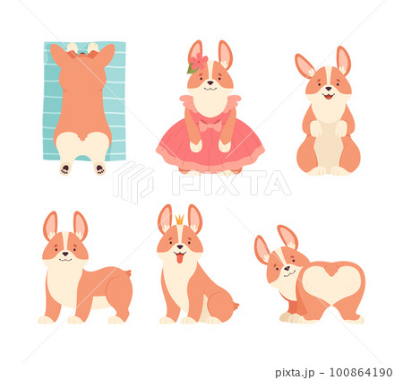 Welsh Corgi with Short Legs and Brown Coat in Different Pose Vector Set Welsh Corgi with Short Legs and Brown Coat in Different Pose Vector Set 100864190