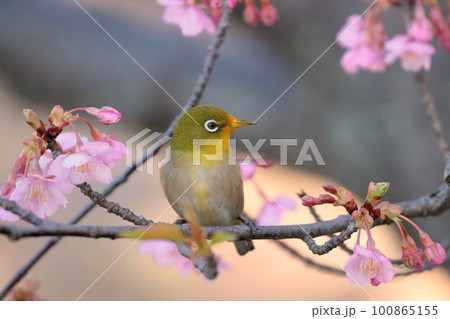 ピンク色の河津桜と可愛いメジロ ピンク色の河津桜と可愛いメジロ 100865155
