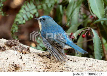 餌探しに来たルリビタキのオス「幸せの青い鳥」 100865248
