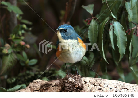 餌探しに来たルリビタキのオス「幸せの青い鳥」 100865249