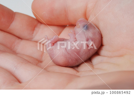cute little bald newborn hamster in children's hands.  100865492