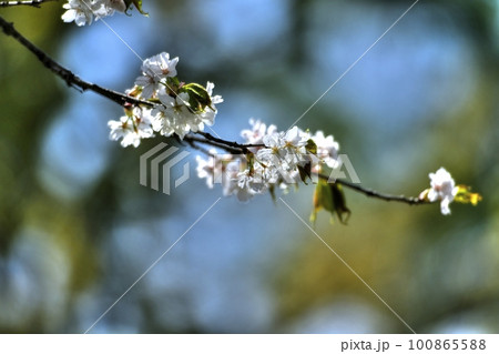 ミヤマカスミザクラ 100865588