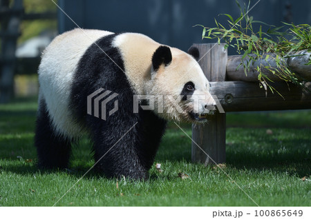 お散歩中の彩浜 100865649