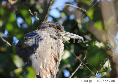 木にとまるゴイサギの幼鳥 木にとまるゴイサギの幼鳥 100865706