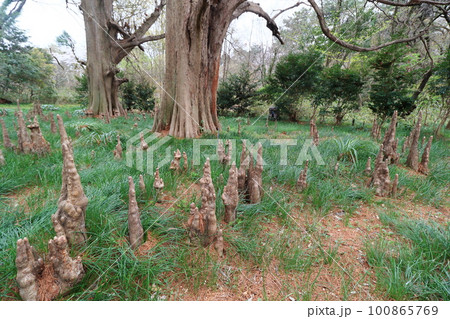 気根 地上に顔を出した気根 気根 地上に顔を出した気根 100865769