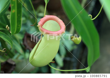 ウツボカズラ 食虫植物 ウツボカズラ 食虫植物 100865791