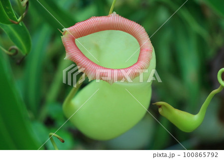 ウツボカズラ 食虫植物 ウツボカズラ 食虫植物 100865792