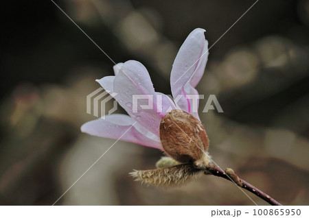 モクレン科辛夷の開花 モクレン科辛夷の開花 100865950