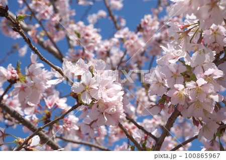 青空に映える満開の桜 100865967