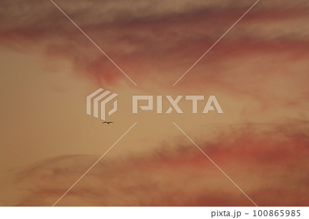 朝焼け空を飛ぶ鳥・春・230301am 100865985