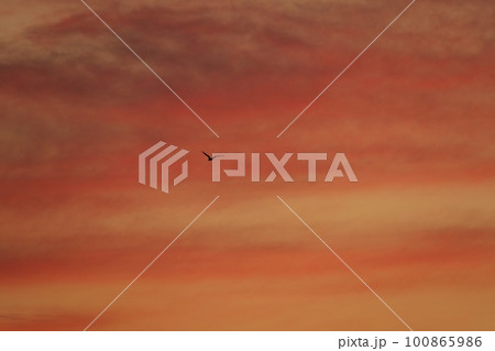 朝焼け空を飛ぶ鳥・春・230301am 100865986