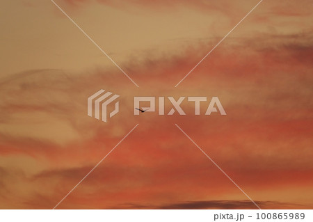 朝焼け空を飛ぶ鳥・春・230301am 100865989