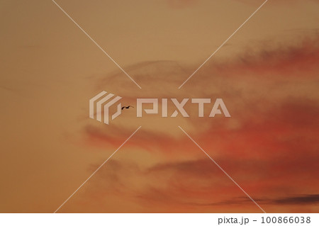 朝焼け空を飛ぶ鳥・春・230301am 100866038