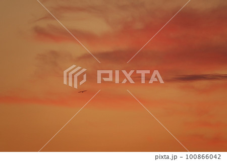朝焼け空を飛ぶ鳥・春・230301am 100866042