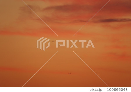 朝焼け空を飛ぶ鳥・春・230301am 100866043