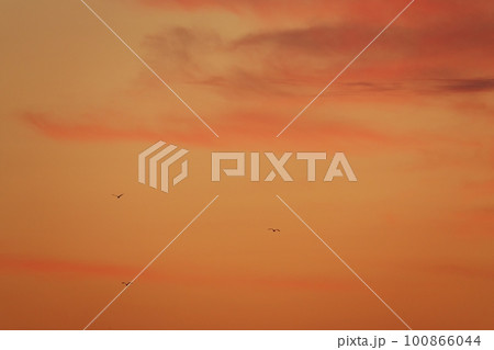 朝焼け空を飛ぶ鳥・春・230301am 100866044