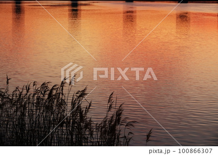 赤く朝焼けした雲が映り込んだ川面と葦・春・230301am 100866307