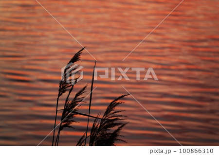 赤く朝焼けした雲が映り込んだ川面と葦・春・230301am 赤く朝焼けした雲が映り込んだ川面と葦・春・230301am 100866310