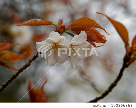 サクラの基本野生種　ヤマザクラ 100866363