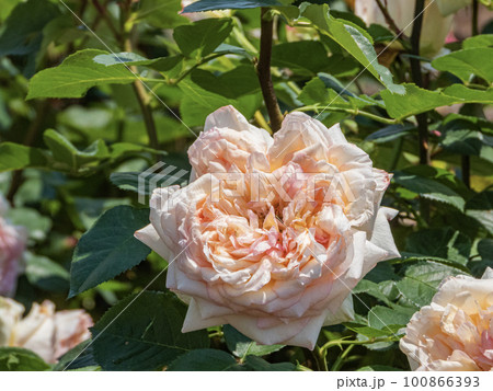 薄い黄色とピンク系の満開の薔薇の花 100866393