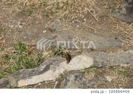 ヒオドシチョウ(緋縅蝶)/翅がボロボロに破れている個体 100866406