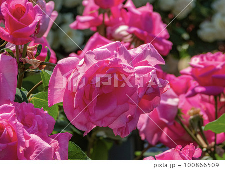 満開のピンクのバラの花 100866509