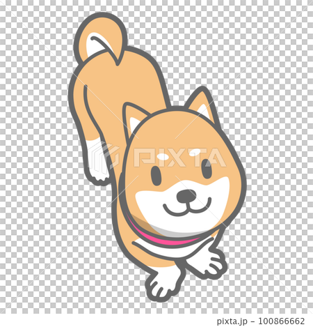 Shiba Inu 抬頭的矢量圖解 100866662