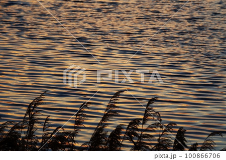 多彩に朝焼けした雲が映り込んだ川面と葦・春・230301am 100866706