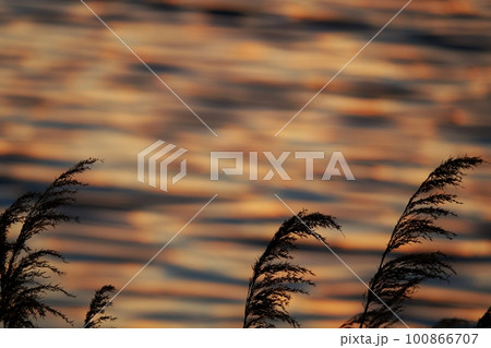 多彩に朝焼けした雲が映り込んだ川面と葦・春・230301am 100866707