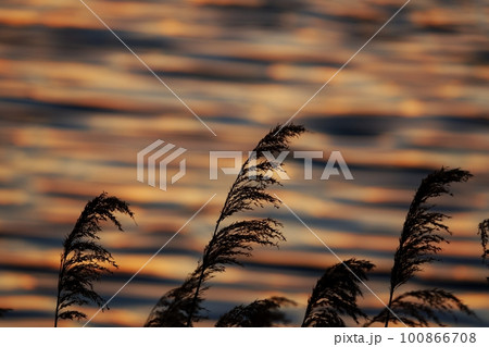 多彩に朝焼けした雲が映り込んだ川面と葦・春・230301am 100866708