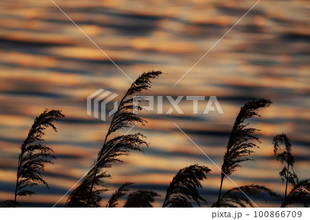 多彩に朝焼けした雲が映り込んだ川面と葦・春・230301am 100866709