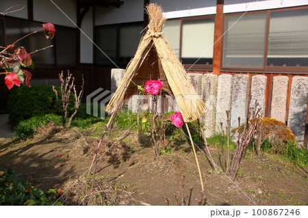 冬咲き 寒牡丹の花 冬咲き 寒牡丹の花 100867246
