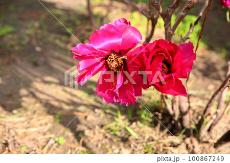 冬咲き 寒牡丹の花 冬咲き 寒牡丹の花 100867249