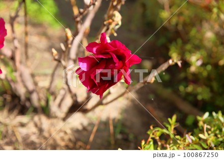 冬咲き 寒牡丹の花 冬咲き 寒牡丹の花 100867250