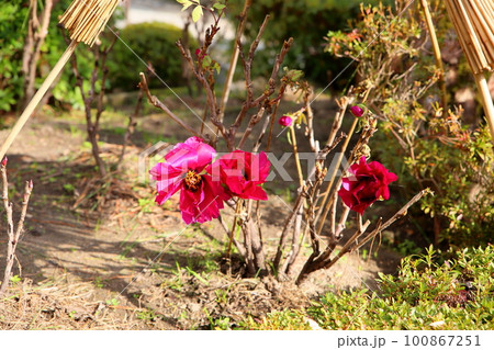 冬咲き 寒牡丹の花 冬咲き 寒牡丹の花 100867251
