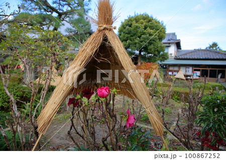 冬咲き　寒牡丹の花 100867252