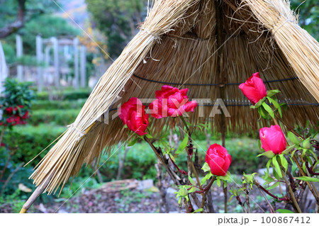 冬咲き　寒牡丹の花 100867412