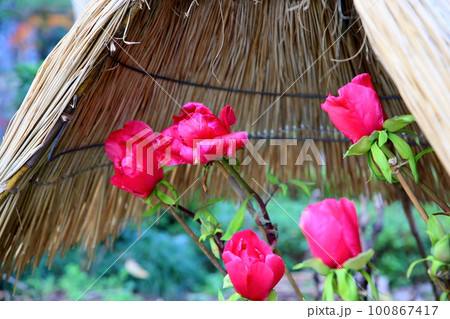 冬咲き 寒牡丹の花 冬咲き 寒牡丹の花 100867417