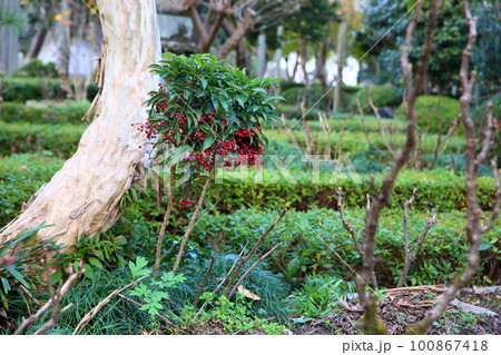 万両の実 100867418