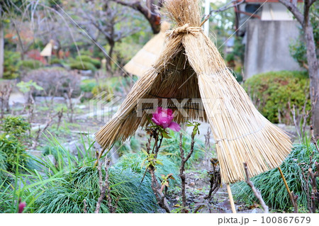 冬咲き 寒牡丹の花 冬咲き 寒牡丹の花 100867679