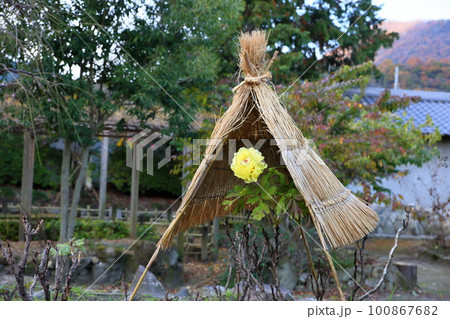 冬咲き　寒牡丹の花 100867682