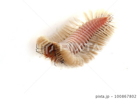 ウミケムシ ウミケムシ 100867802