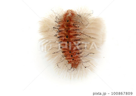 ウミケムシ 100867809