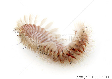 ウミケムシ ウミケムシ 100867811