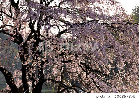 朝陽を浴びて輝く桜 100867879