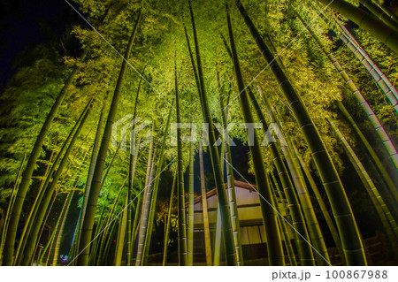 たくさんの竹の竹林 100867988