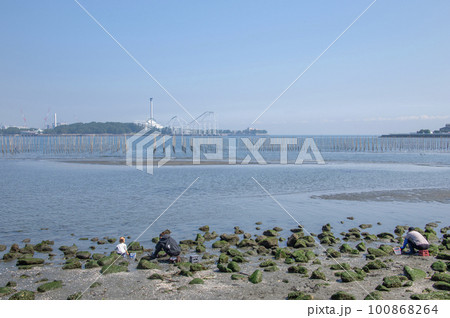 神奈川県横浜市金沢区　野島海岸　潮干狩りを楽しむ人々 100868264
