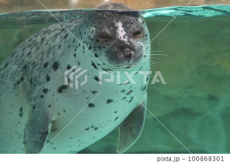 水中から見つめるゴマフアザラシ 城崎マリンワールド 水中から見つめるゴマフアザラシ 城崎マリンワールド 100868301