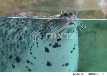 水中から息継ぎするゴマフアザラシ　城崎マリンワールド 100868303