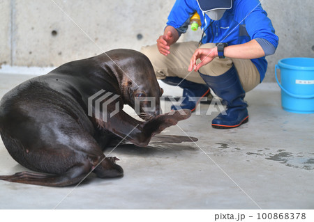 オタリアの訓練風景 城崎マリンワールド オタリアの訓練風景 城崎マリンワールド 100868378
